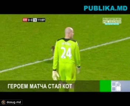 Во время матча "Ливерпуль" - "Тоттенхэм" на поле появился кот (ВИДЕО)