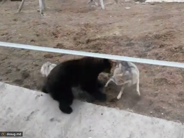Волки напали на медведя в зоопарке. ВИДЕО