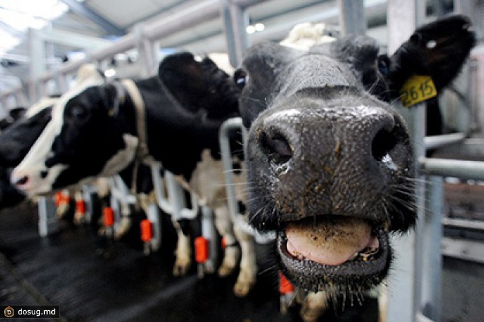 Всех украинских коров и свиней зарегистрируют