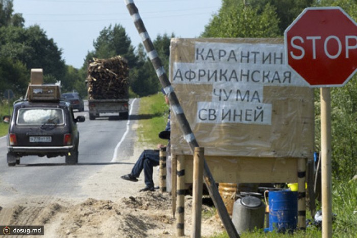 Вслед за Россией белорусских свиней запретила Украина