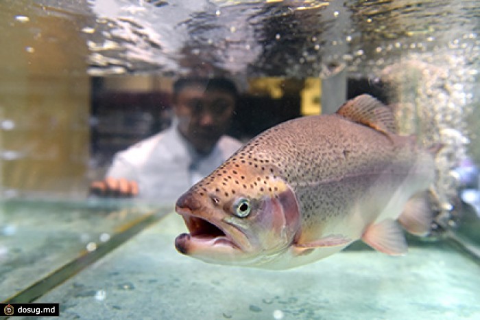 Ввоз рыбы в Россию упал вдвое