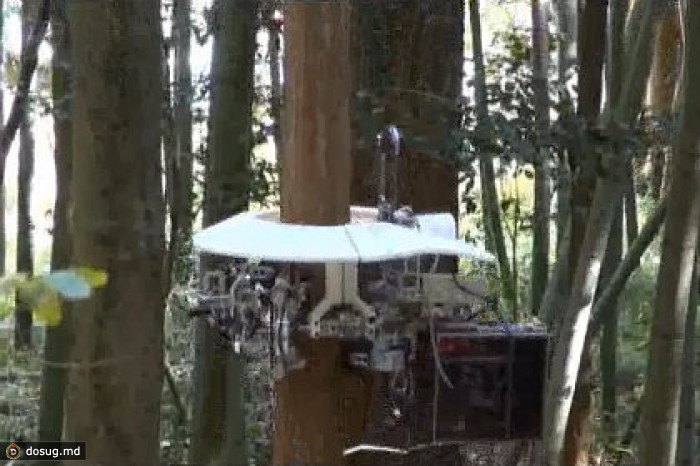 Японцы создали робота-лесоруба
