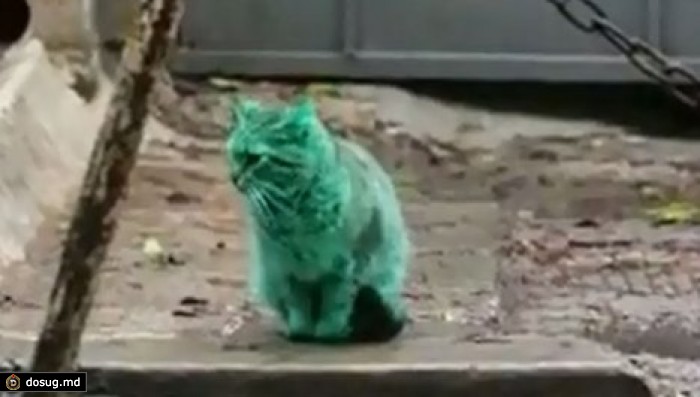 Житель Варны разгадал тайну зеленой кошки. ВИДЕО