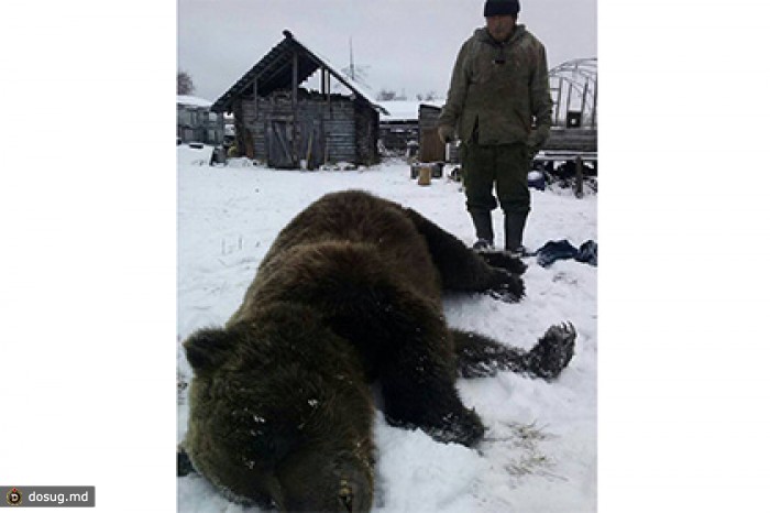 Жители якутского села застрелили лишившегося сна медведя