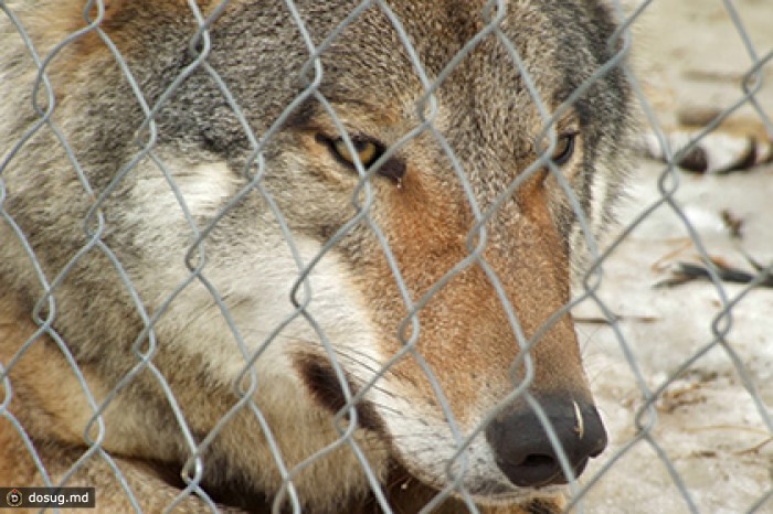 Жителя Кубани накажут за содержание волков