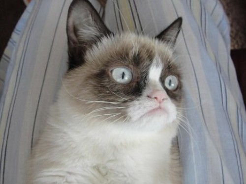 Знаменитая Grumpy Cat станет звездой Голливуда