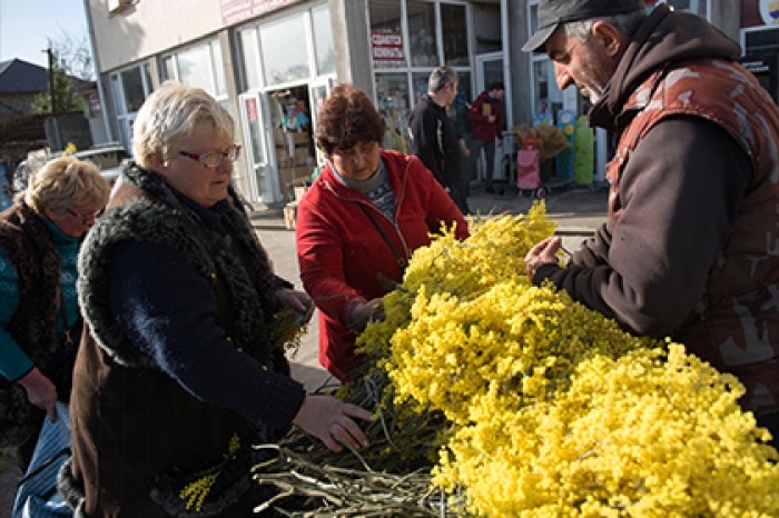 Абхазия резко сократила поставки мимозы в Россию
