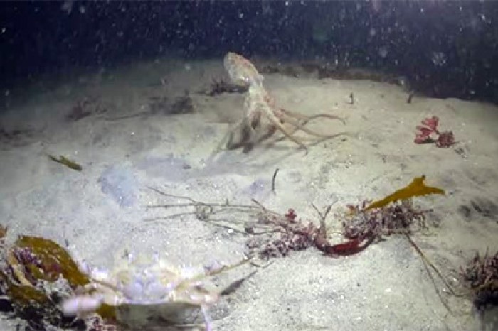 Битву краба с осьминогом с неожиданным финалом сняли на видео