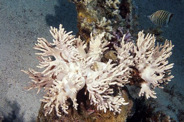 Большой Барьерный риф белеет из-за потепления