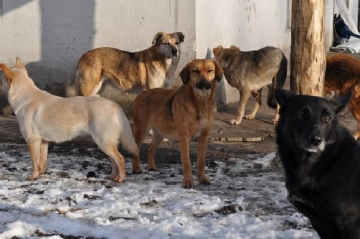 Бродячие собаки все чаще нападают на жителей Кагула