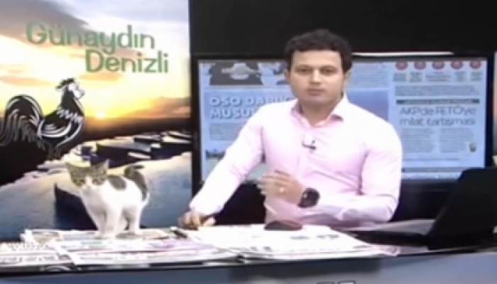 Бродячий котенок в прямом эфире залез на стол ведущего турецкого канала