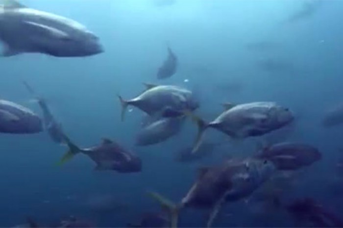 Быстро вращающийся «торнадо» из рыб показали на видео