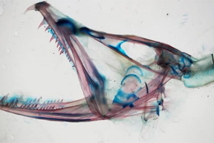 Челюсти глубоководной рыбы-монстра показали на видео