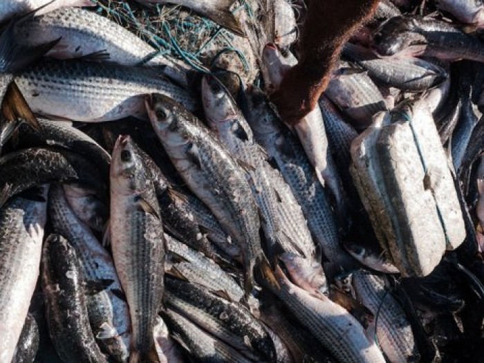 Через 30 лет в морях и океанах может закончиться вся рыба