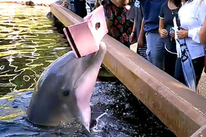Дельфин попытался украсть iPad у женщины