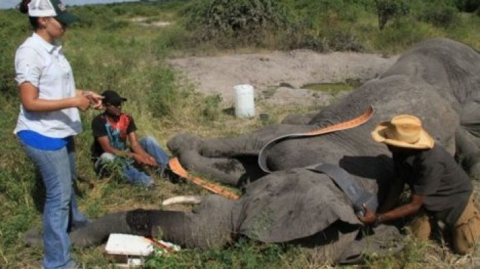 Два часа в сутки: ученые нашли животное, которое спит меньше всех