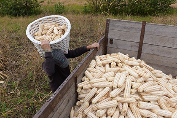 Эксперты предупредили об угрозе исчезновения кукурузы