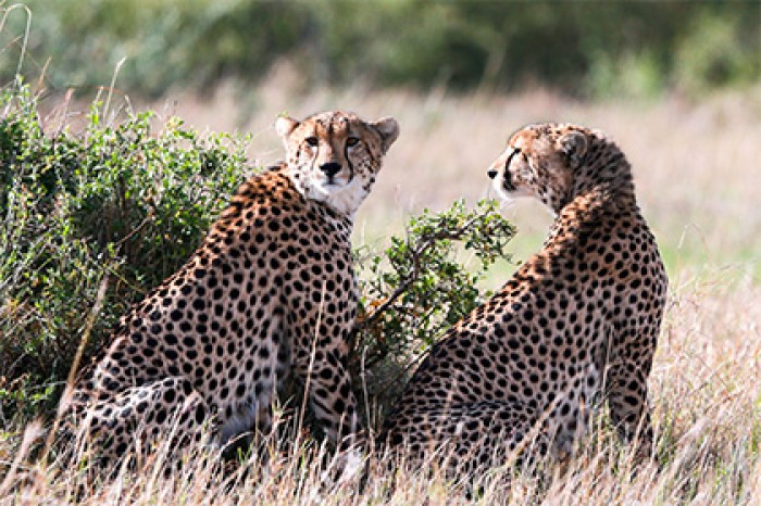Гепарды оказались на грани вымирания