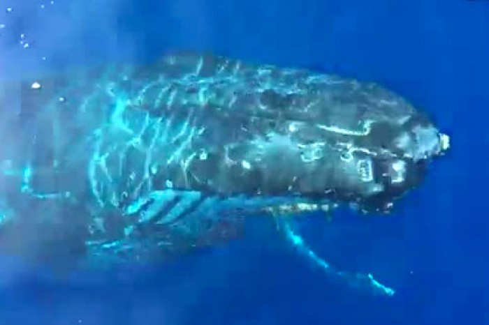 Горбатый кит отсалютовал группе туристов