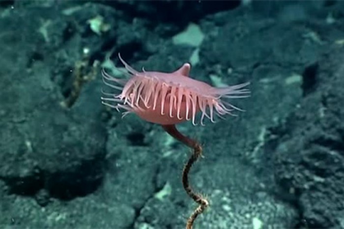 Хищную подводную «венерину мухоловку» показали на видео