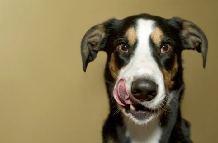 Исследование: собаки умеют обманывать