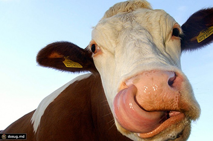 Корова слизала. Корова с высунутым языком. Коровае с высунутым языком. Морда коровы. Улыбка коровы.