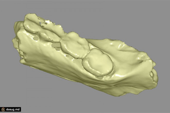 Кости нового вида человека открыли для 3D-печати всем желающим