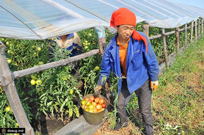 Кремль отказался комментировать пересмотр сдачи китайцам земли в аренду