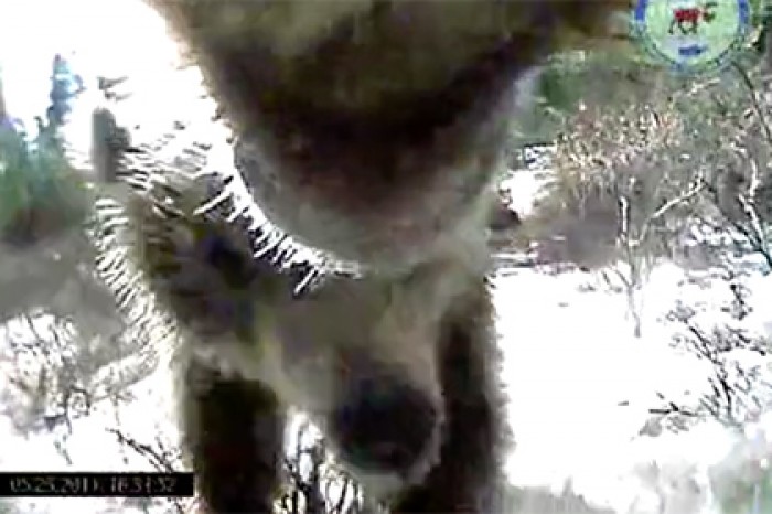 Кровожадных медведей показали на видео