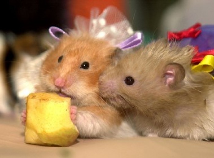 Кукуруза довела хомяков до каннибализма