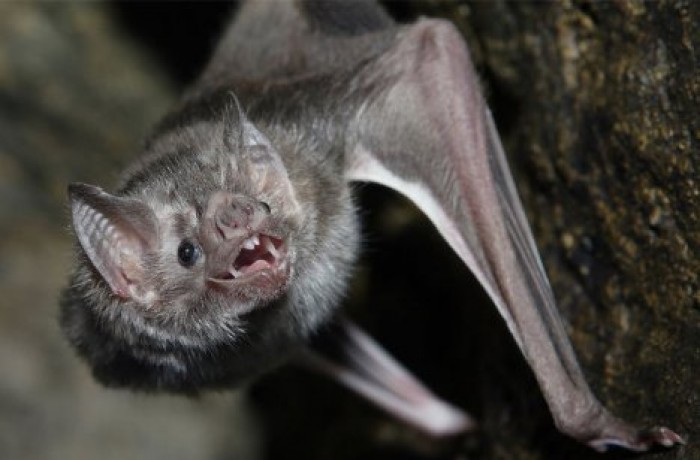 Летучие мыши-вампиры начали пить кровь людей