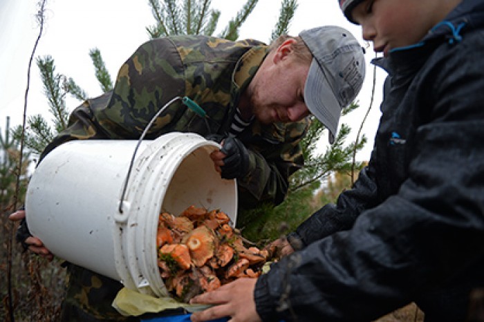 Минсельхоз назвал вымыслом идеи о лицензировании сбора грибов