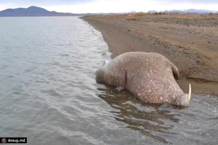 На Чукотке браконьеры убили моржей ради костей пенисов