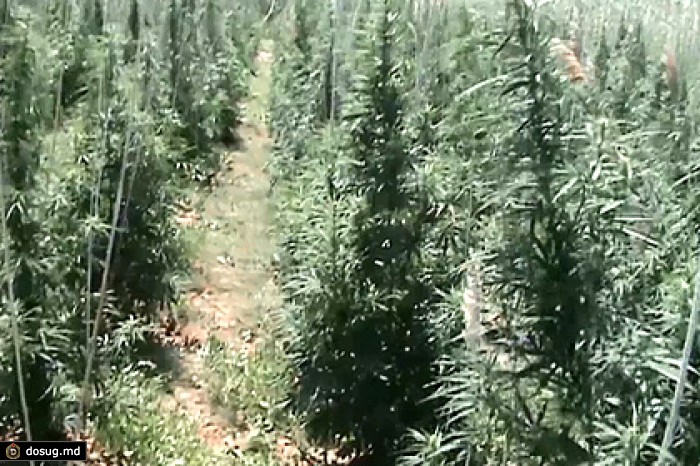 Крым плантации конопли что делать с семенами марихуаны