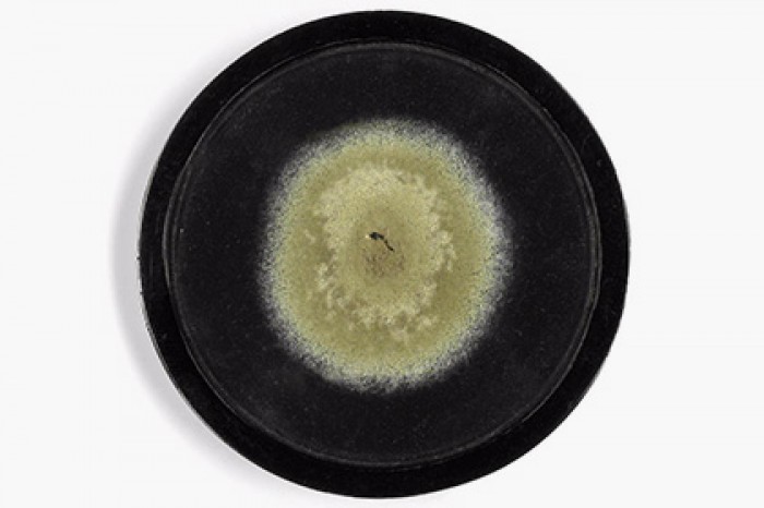 На аукционе 90-летнюю плесень продали за 15 тысяч долларов