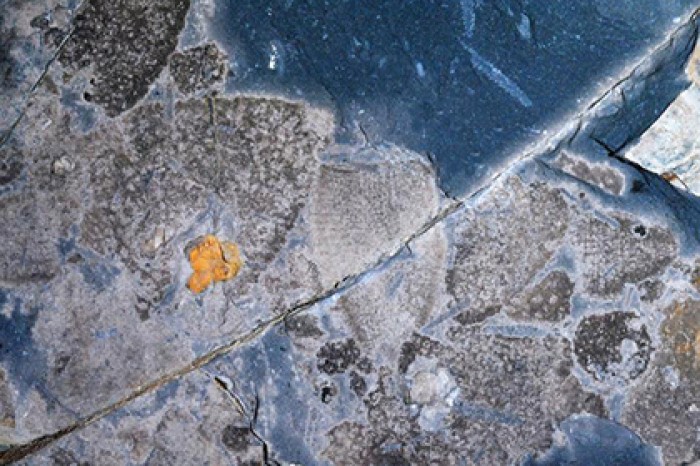 Названы способные пережить апокалипсис животные