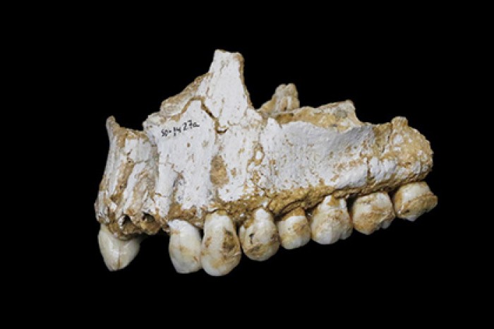 Неандертальцев уличили в использовании антибиотиков и аспирина