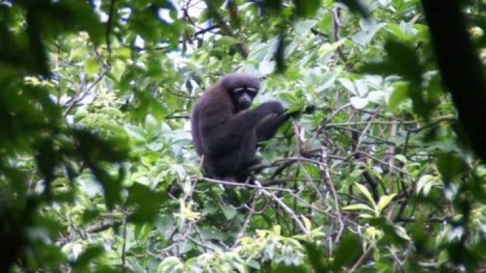 Новый вид обезьян назвали в честь Скайуокера