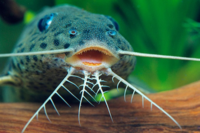 Объяснено появление сложных узоров у животных