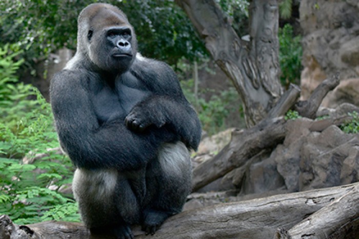 Определена «серая зона» природы