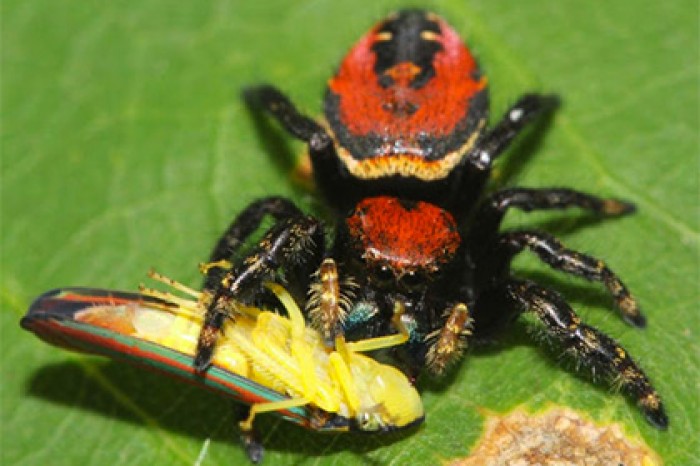 Пауков признали убийцами миллионов животных