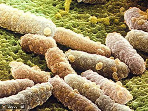 Вспышку кишечной инфекции в Европе вызвал ранее неизвестный микроб