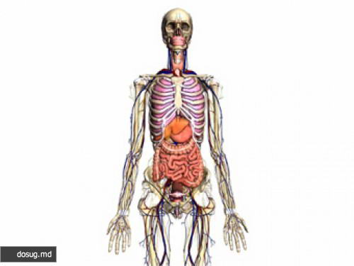 Google создал трехмерную анатомическую модель человека
