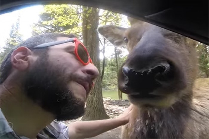 Поцелуй туриста с оленем сняли на видео
