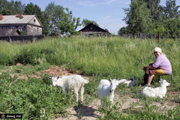 Ведение подсобного хозяйства. Корова на приусадебном участке. Ограничения по ЛПХ В деревне. Домашний скот в приусадебном хозяйстве. Живность в личном хозяйстве России.