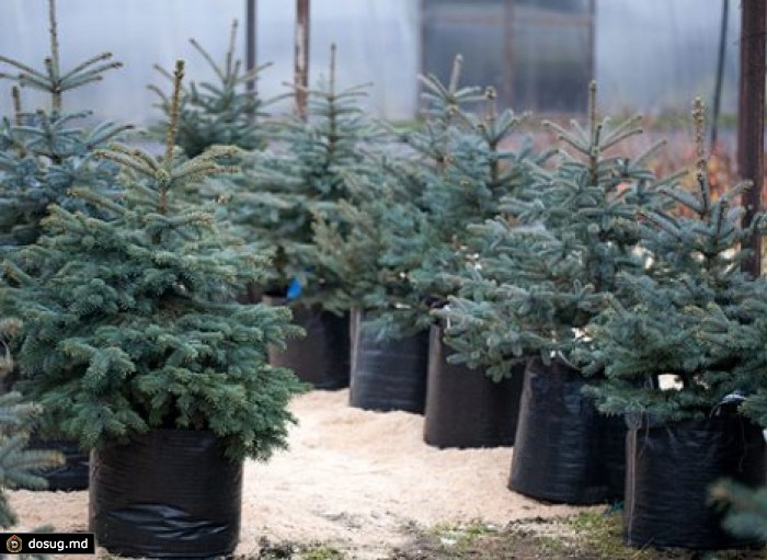 Продажа живых елок начнется в середине декабря