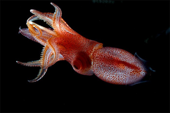 Раскрыта причина загадочного уродства кальмаров