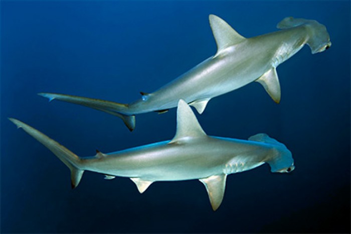 Раскрыт механизм устойчивости акул к раку