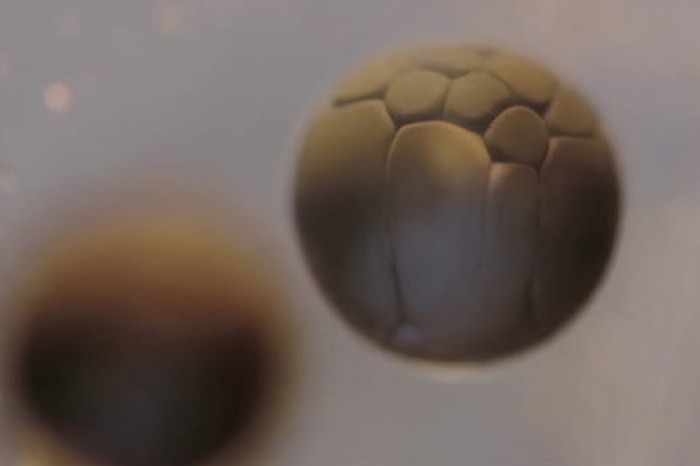 Развитие зародыша из единственной клетки сняли на видео