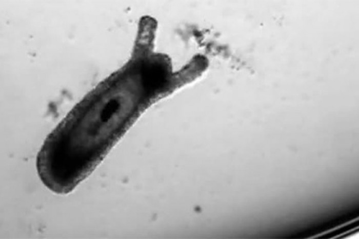 Регенерацию гидры из клеток показали на видео